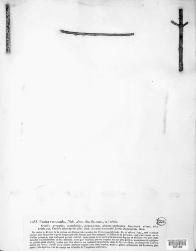 Peziza venustula image